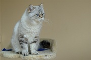 BRITISH SHORTHAIR 006